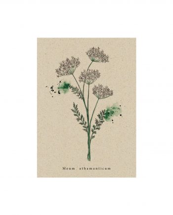 Postkarte aus Graspapier Wildflower Bärwurz