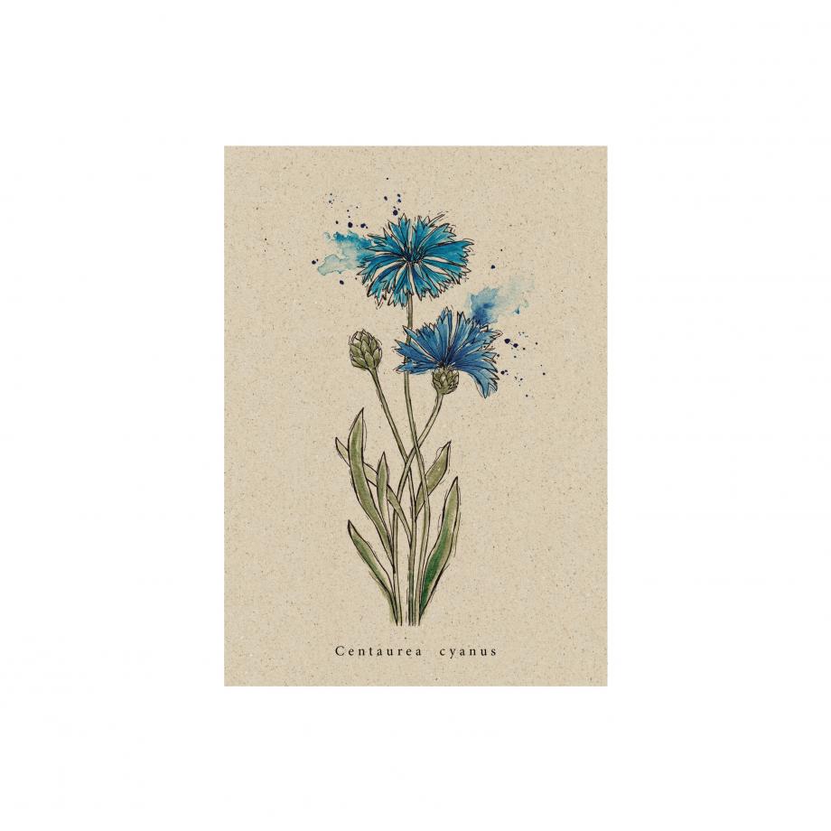Postkarte aus Graspapier Wildflower Kornblume