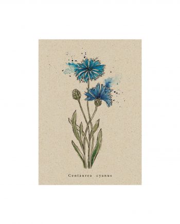 Postkarte aus Graspapier Wildflower Kornblume