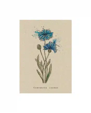 A6 Postkarte aus Graspapier – Kornblume