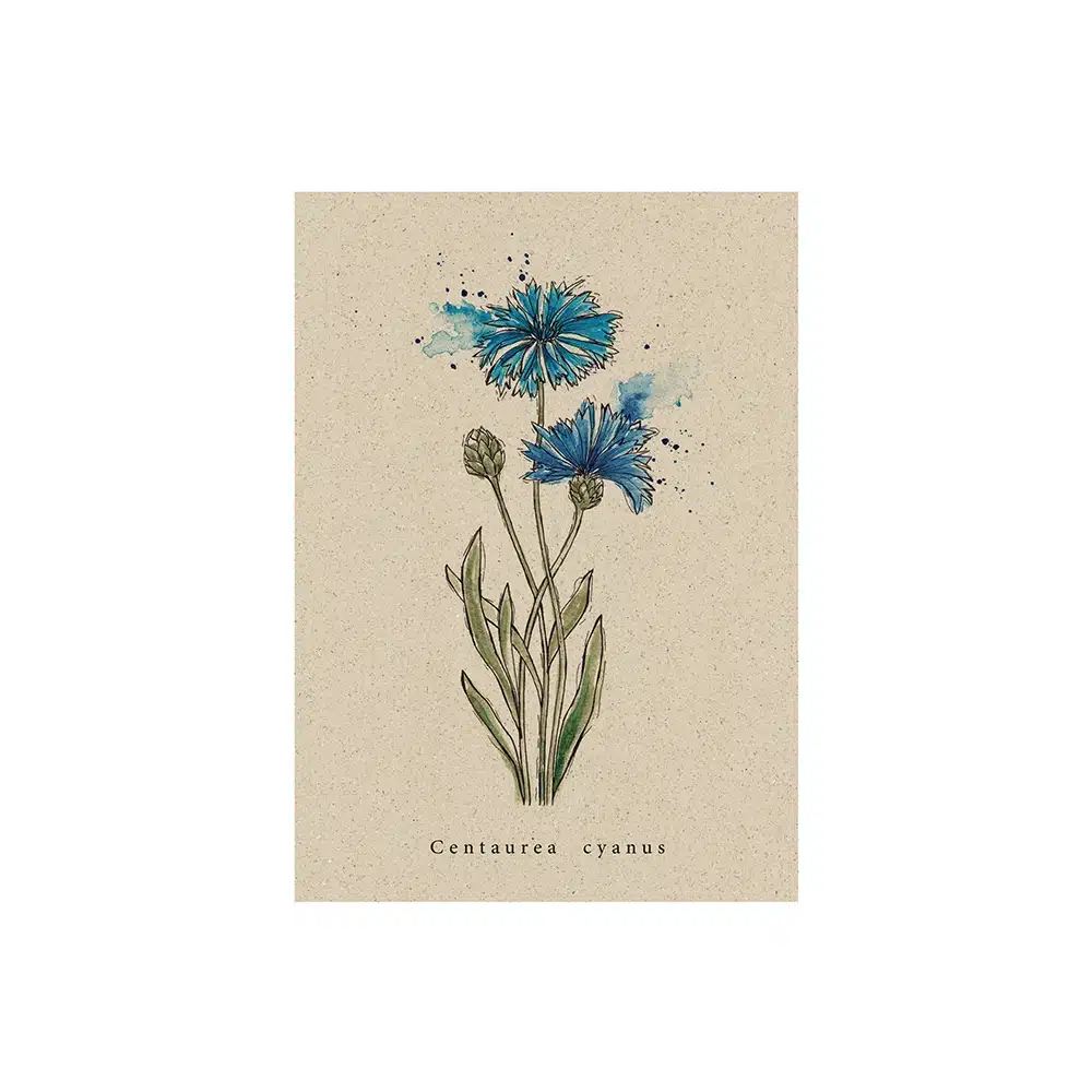 A6 Postkarte aus Graspapier – Kornblume